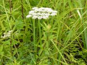 Peucédan des marais