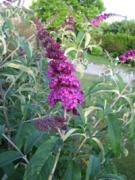 Buddleia